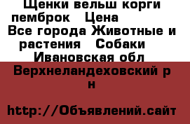 Щенки вельш корги пемброк › Цена ­ 70 000 - Все города Животные и растения » Собаки   . Ивановская обл.,Верхнеландеховский р-н